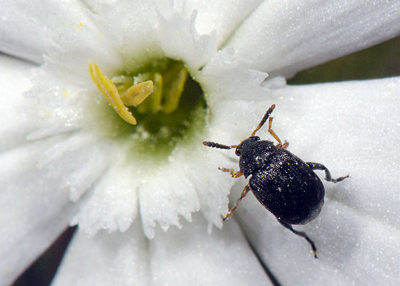 Bruchus luteicornis, femmina (Chrysomelidae Bruchinae)